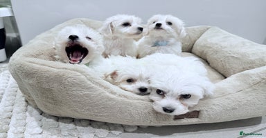 Maltese dogs - Advert 2