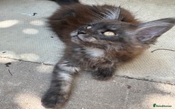Maine Coon cats for sale: Stunning Black Smoke TiCA kittens  - Image 33