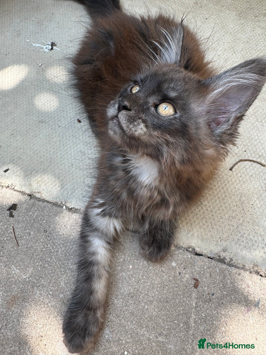 Maine Coon cats for sale: Stunning Black Smoke TiCA kittens  - Image 33