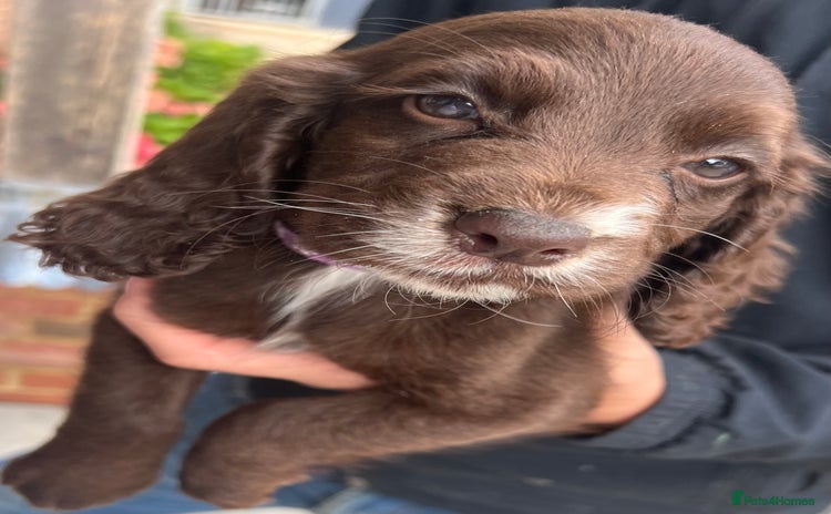 Cocker Spaniel dogs - Advert 1