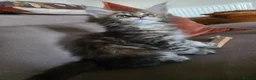 Maine Coon cats for sale: Pure Breed Mainecoon Therapy Kittens - Advert 11