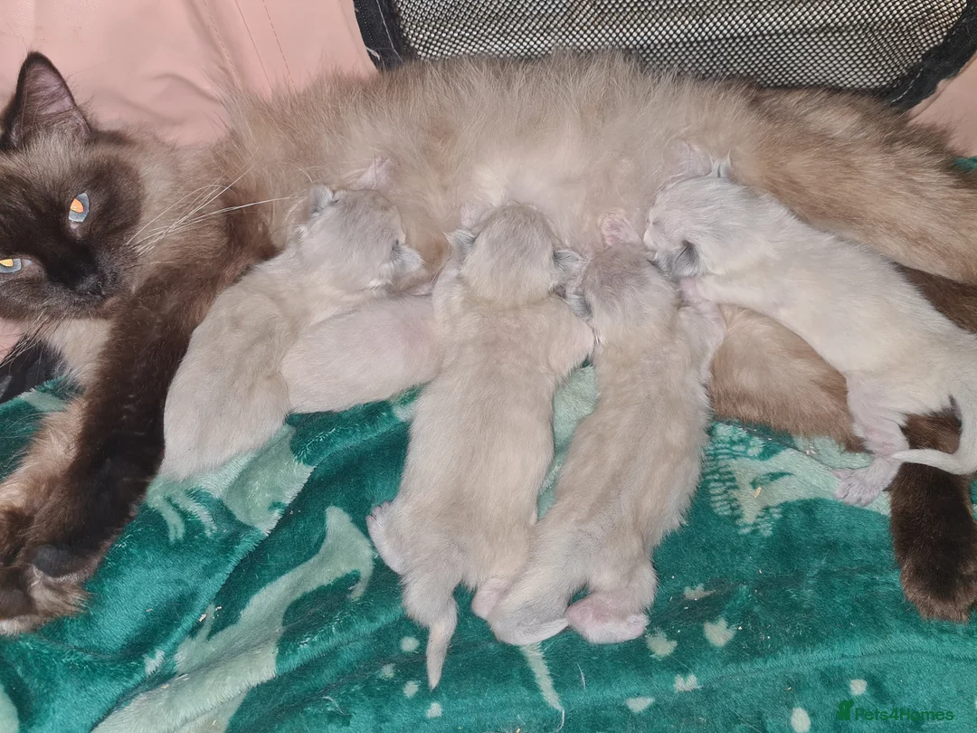 Ragdoll cats for sale: Ragdoll litter  - Advert 2