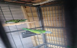 Parrots birds for sale: Moustache parrots  - Image 6