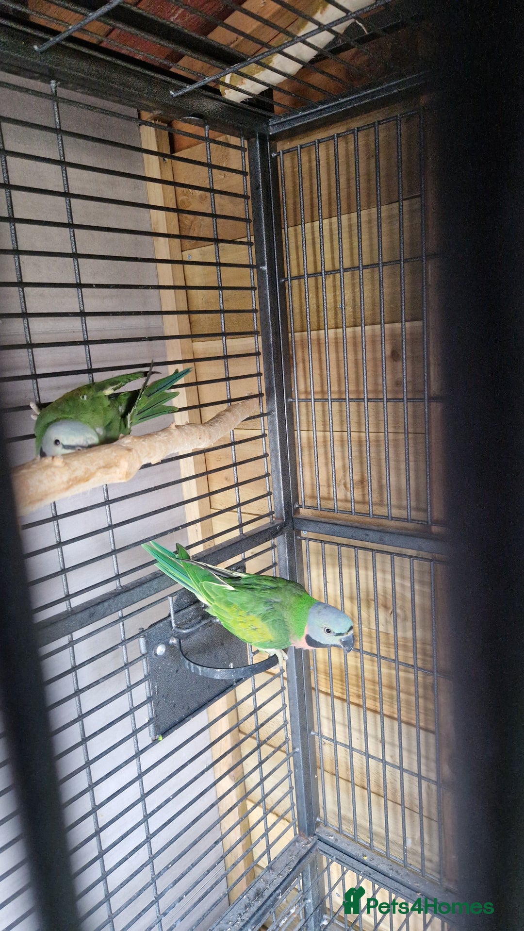 Parrots birds for sale: Moustache parrots  - Image 6