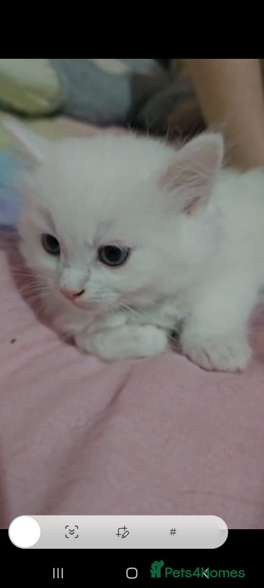 Turkish Angora cats Stunning Angoradoll kittens  - Advert 1