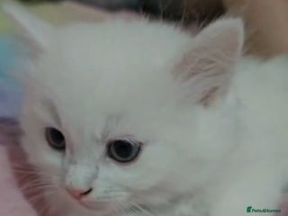 Turkish Angora cats Stunning Angoradoll kittens - Advert 1