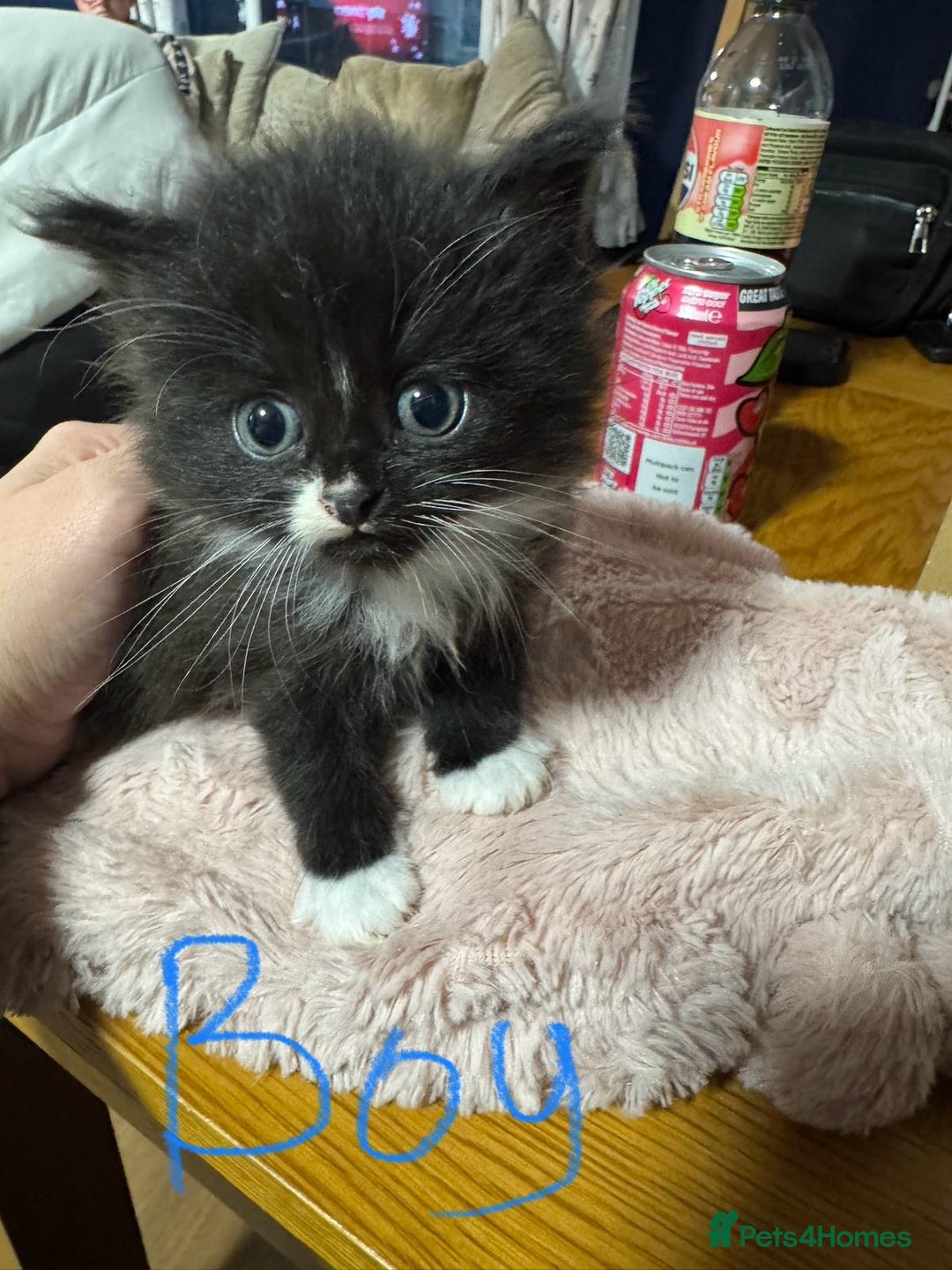 Mixed Breed cats for sale: Black and white kittens  - Advert 3