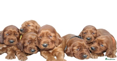 Irish Setter dogs - Advert 2