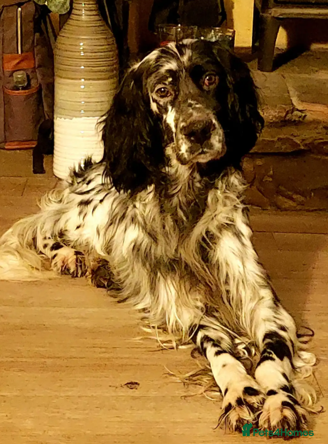 English Setter dogs for adoption: Lucas - Advert 10