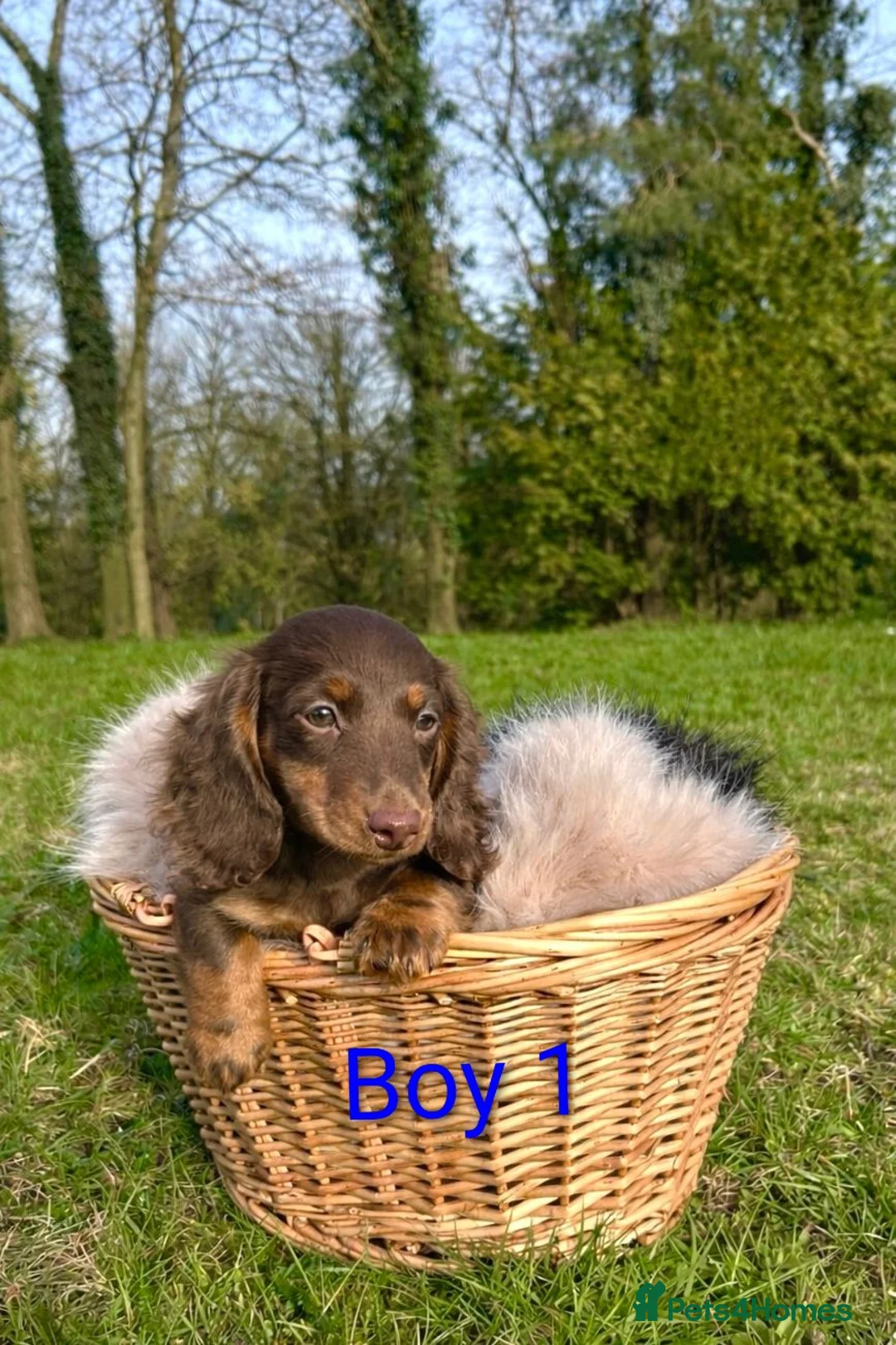 Dachshund dogs for sale: KC Registered Dachshund Puppies  - Advert 2