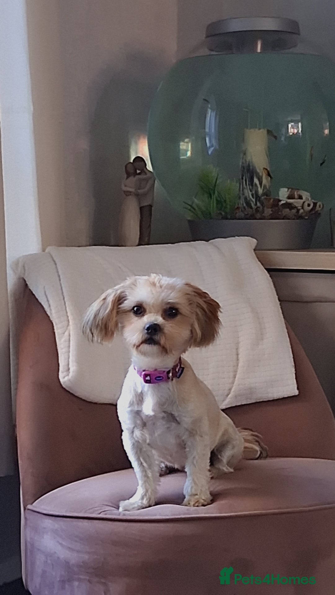 Shorkie dogs for sale: Beautiful Pixie needs forever home - Image 2