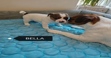 Jack Russell dogs - Advert 2