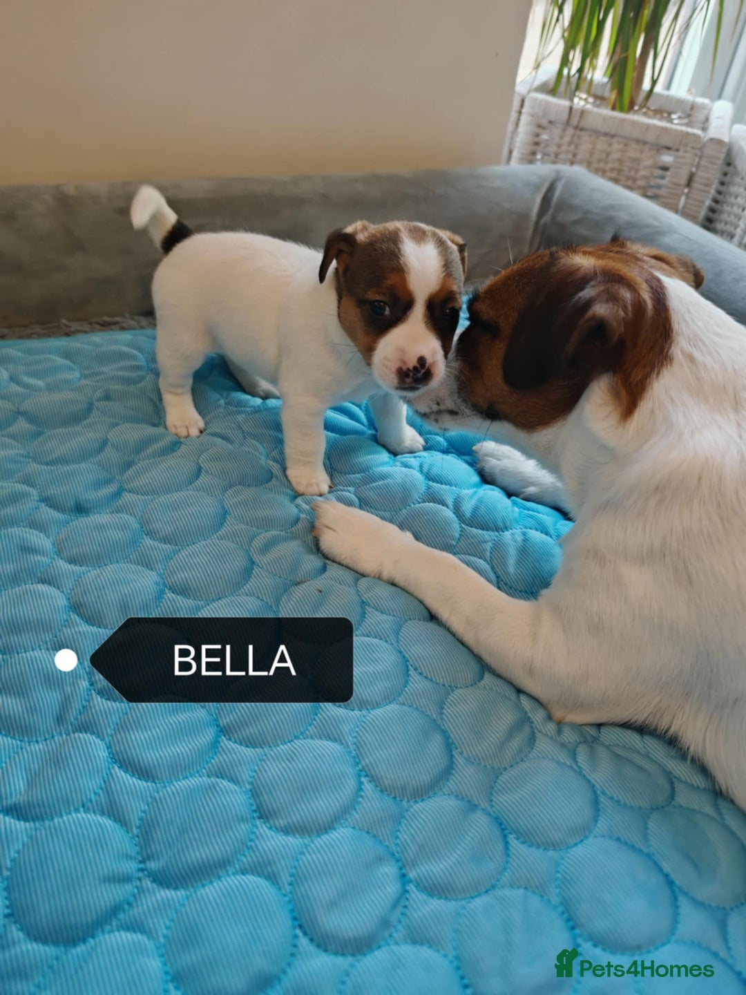 Jack Russell dogs for sale: Jack Russell puppies,Parents reg.Kennel club, - Image 3