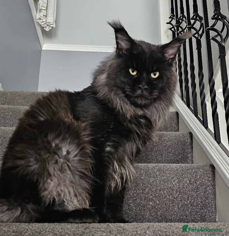 Maine Coon cats Mainecoon for STUD   - Advert 2