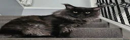 Maine Coon cats for stud: Mainecoon for STUD   - Advert 2