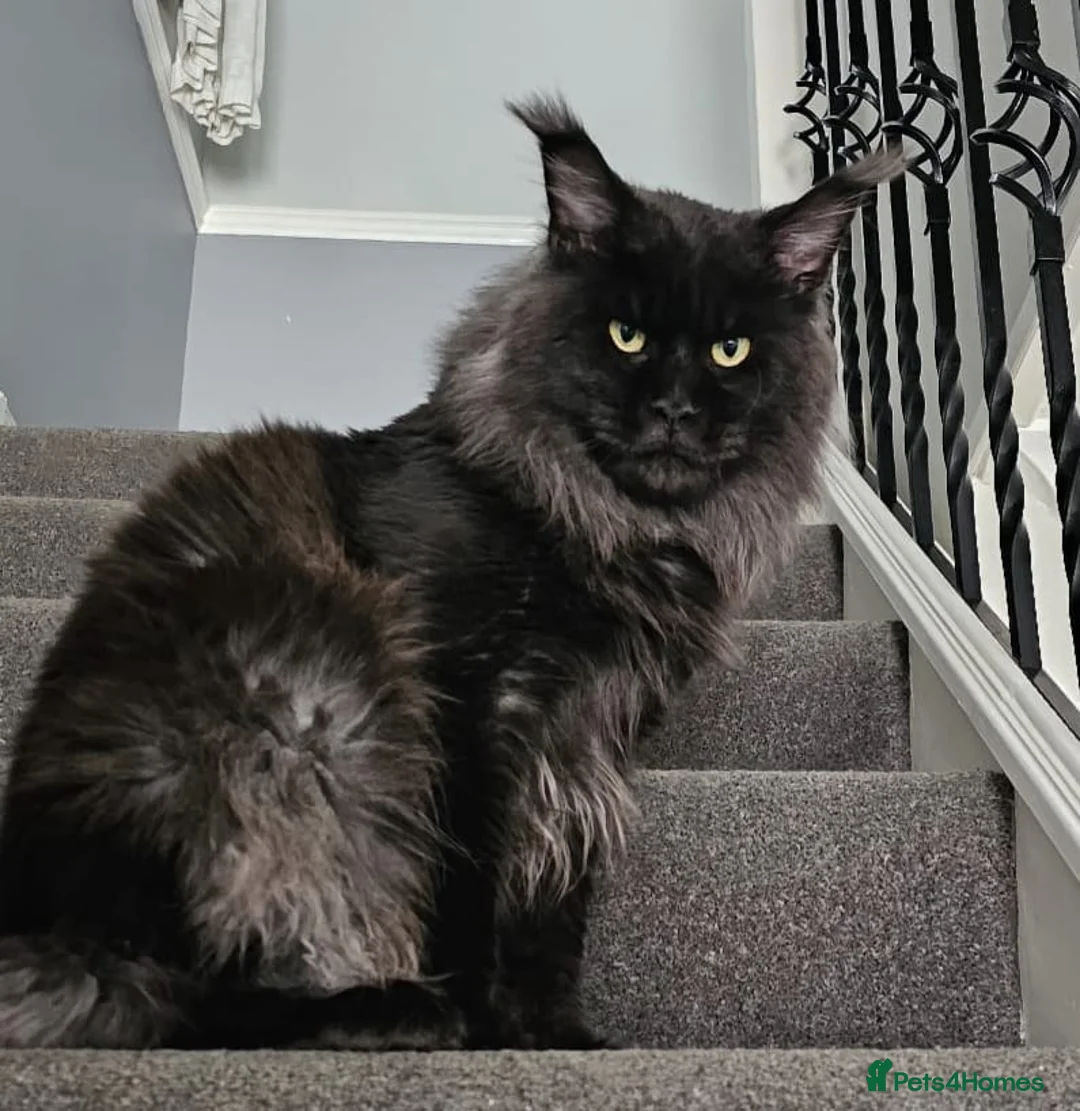 Maine Coon cats for stud: Mainecoon for STUD   - Advert 2