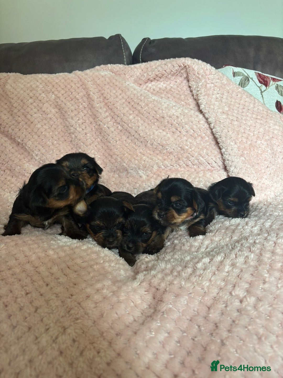 Yorkshire Terrier dogs for sale: Miniature Yorkshire Terrier Puppies  - Image 17