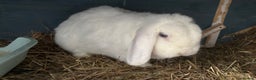 Mini Lop rabbits for sale: Bunny for sale - Advert 5