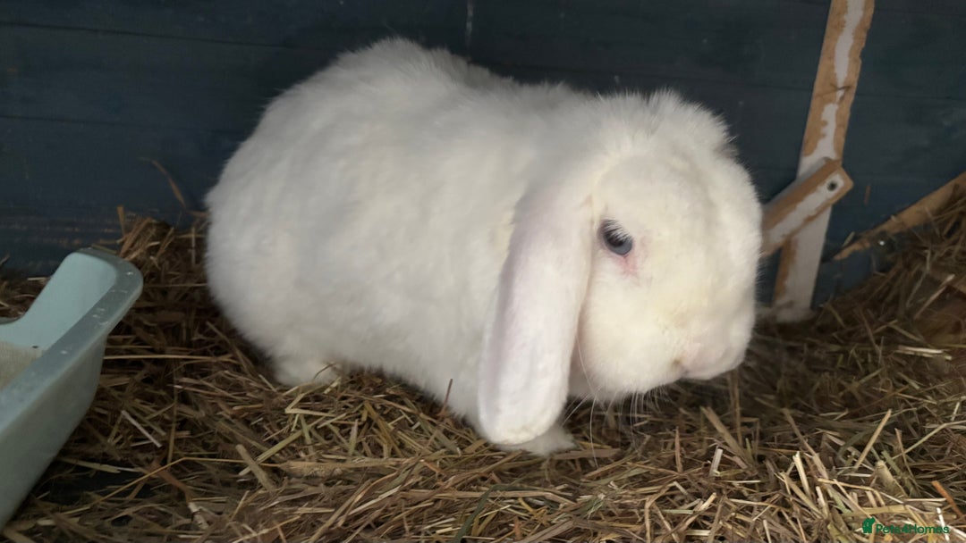 Mini Lop rabbits for sale: Bunny for sale - Advert 5