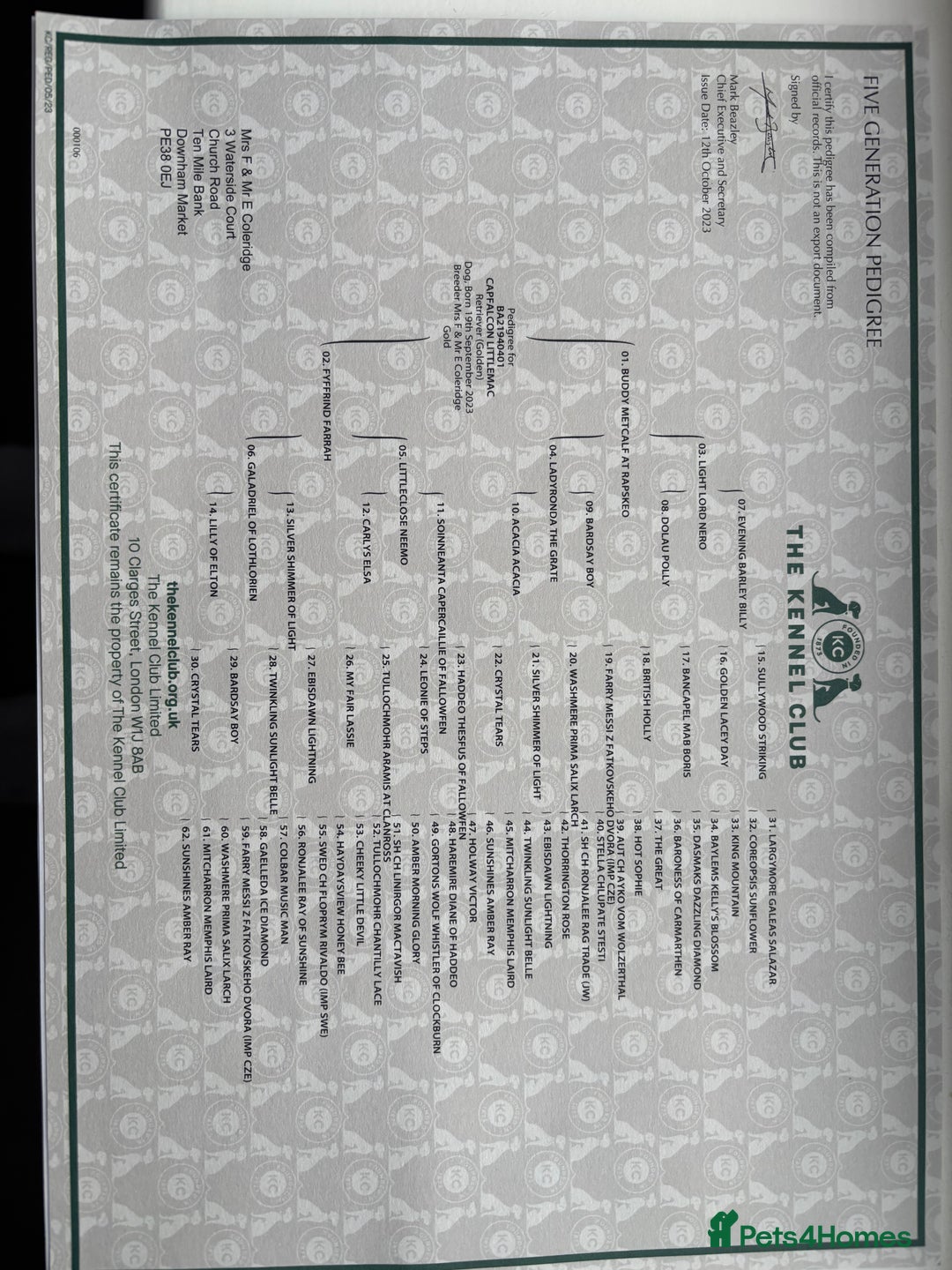 Golden Retriever dogs for stud: KC Golden Retriever Stud, 2 years old. - Advert 3