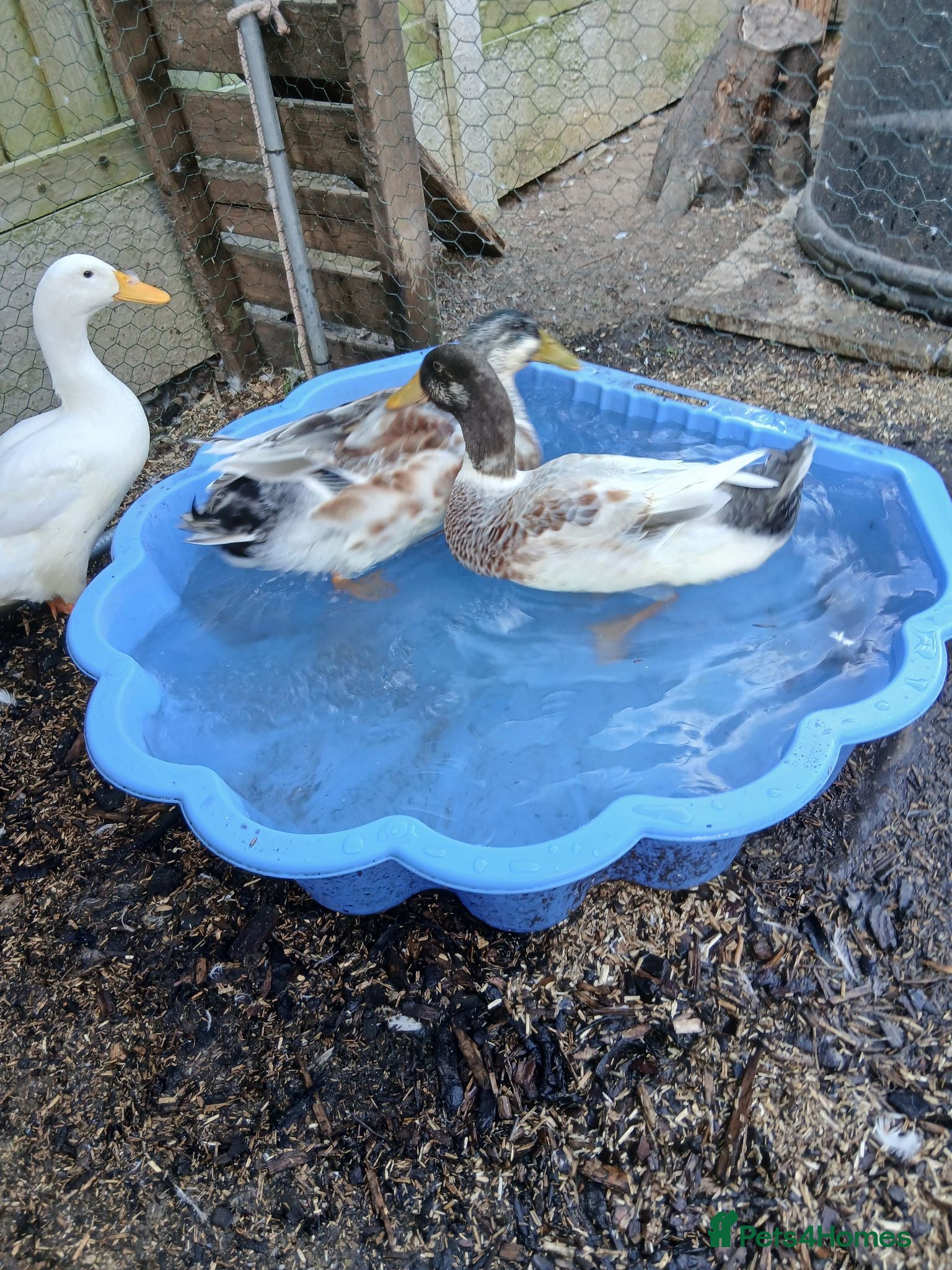 Ducks poultry Free to a good home - Advert 11