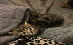 British Shorthair cats for sale: 4 Beautiful British Shorthair cross Kittens  - Image 41