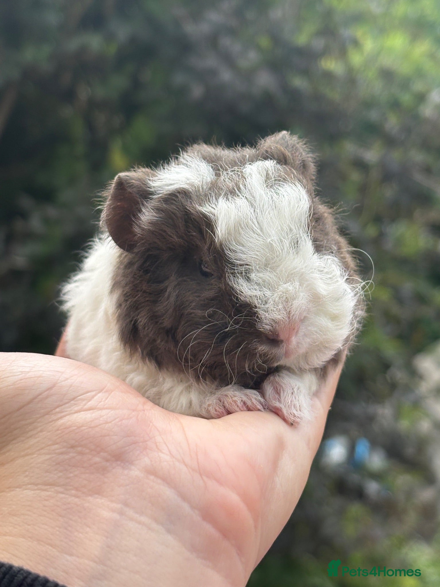Guinea Pig rodents 2 gorgeous boy guinea pigs  - Advert 6