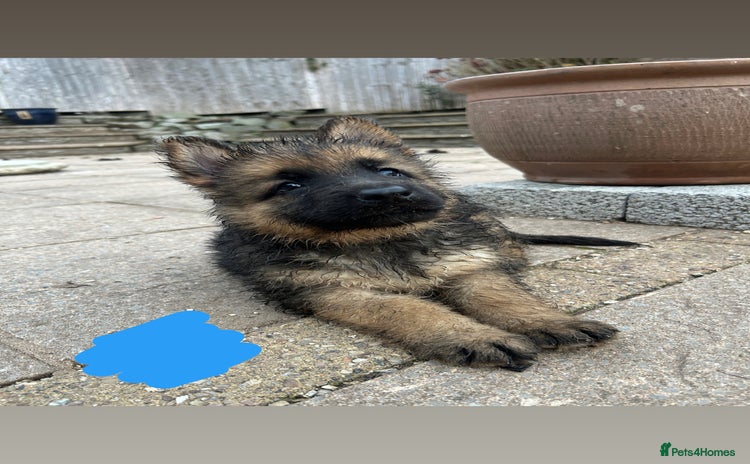 German Shepherd dogs - Advert 12