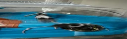 Mouse rodents for sale: Beautiful mice - Advert 2