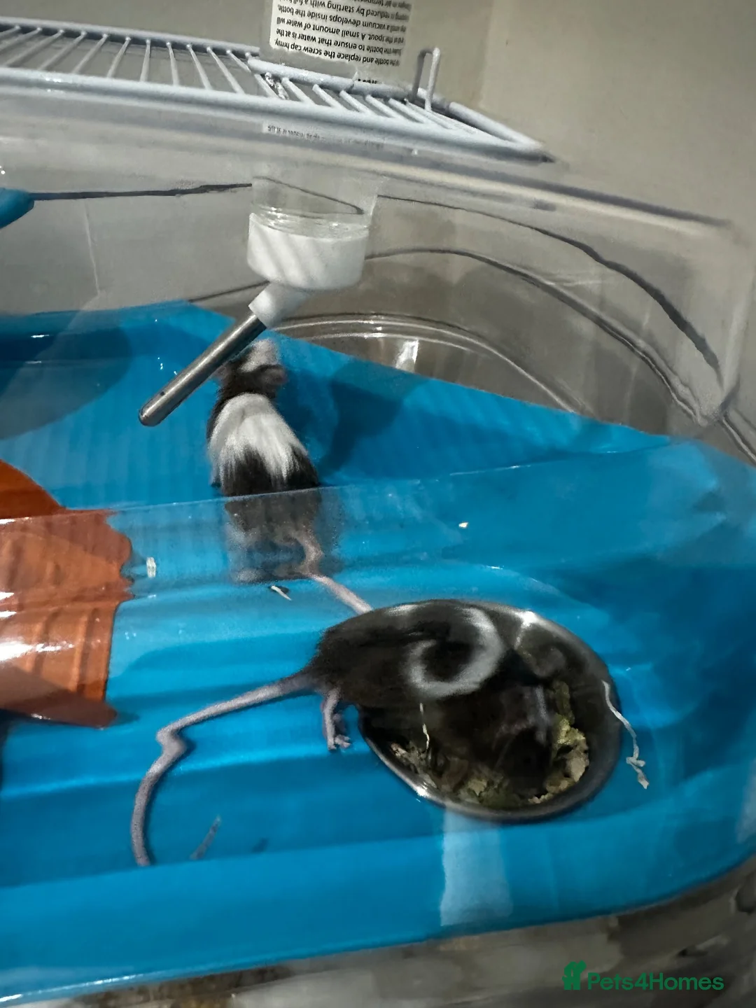 Mouse rodents for sale: Beautiful mice - Advert 2