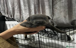 Staffordshire Bull Terrier dogs for sale: KC Reg Staffy Puppies Ready 3rd Dec - Image 12