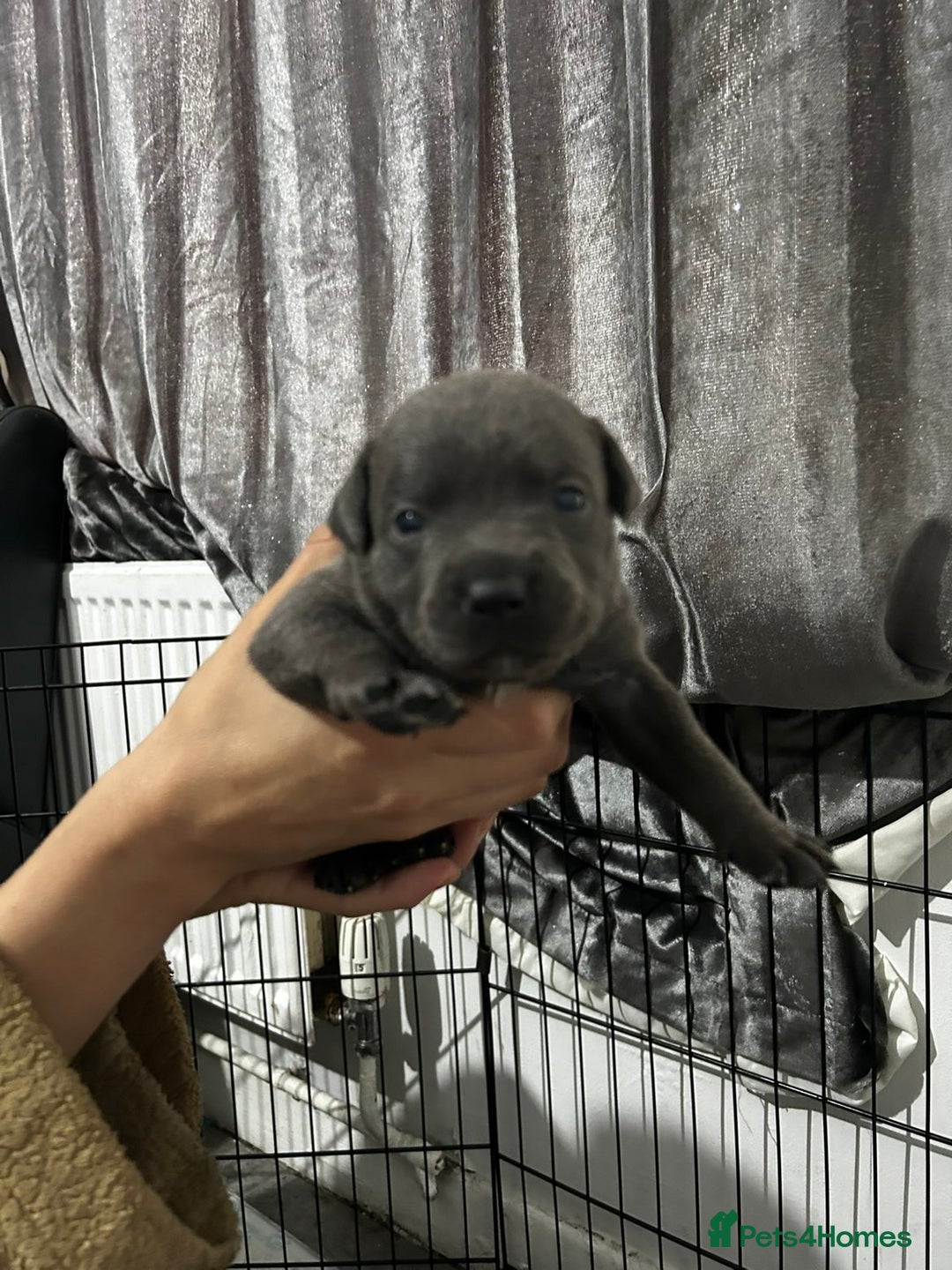 Staffordshire Bull Terrier dogs for sale: KC Reg Staffy Puppies Ready 3rd Dec - Image 12