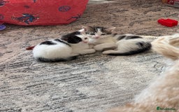 Domestic Shorthair cats for sale: * PLEASE READ* 2 kittens 6 months old  - Image 5
