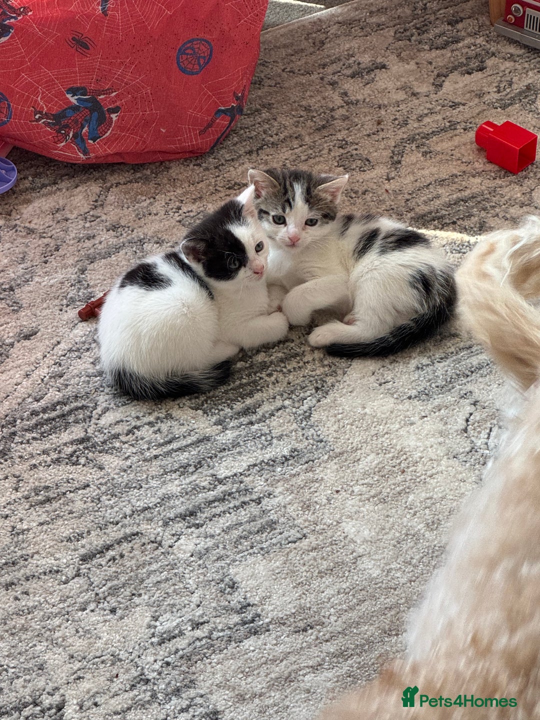 Domestic Shorthair cats for sale: * PLEASE READ* 2 kittens 6 months old  - Image 5