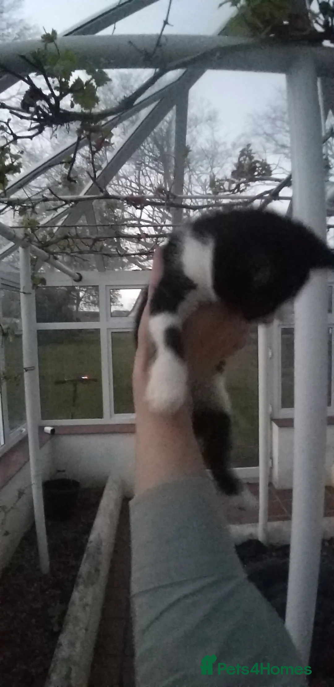 Mixed Breed cats for sale: black and white male kitten - Advert 2
