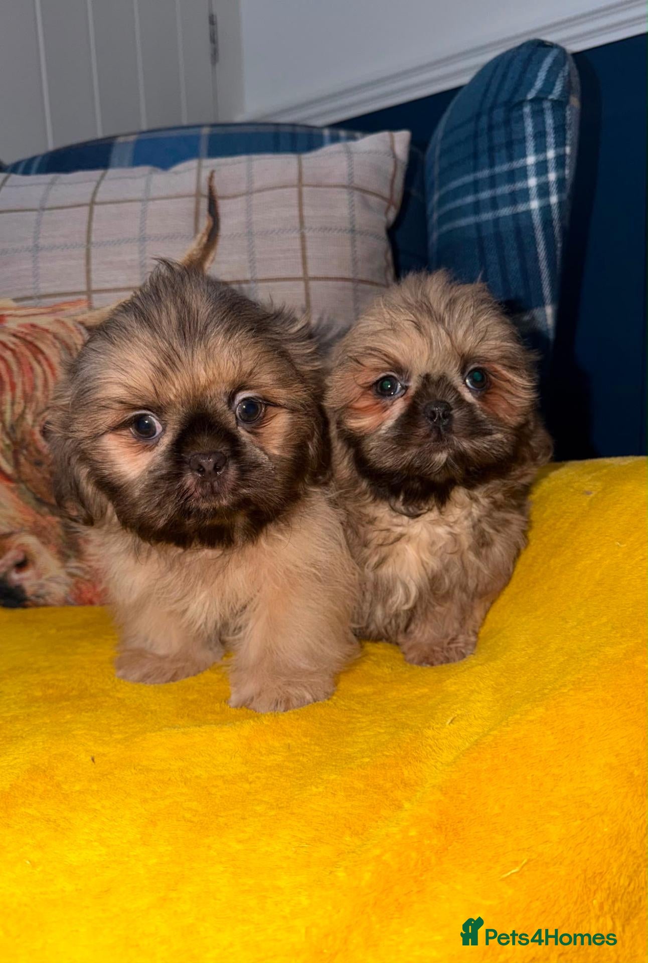 Shih Tzu dogs 💙Two stunning Blue Cream Shih Tzu Boys 💙 - Advert 2