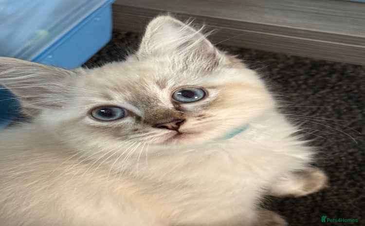 Ragdoll cats - Advert 5