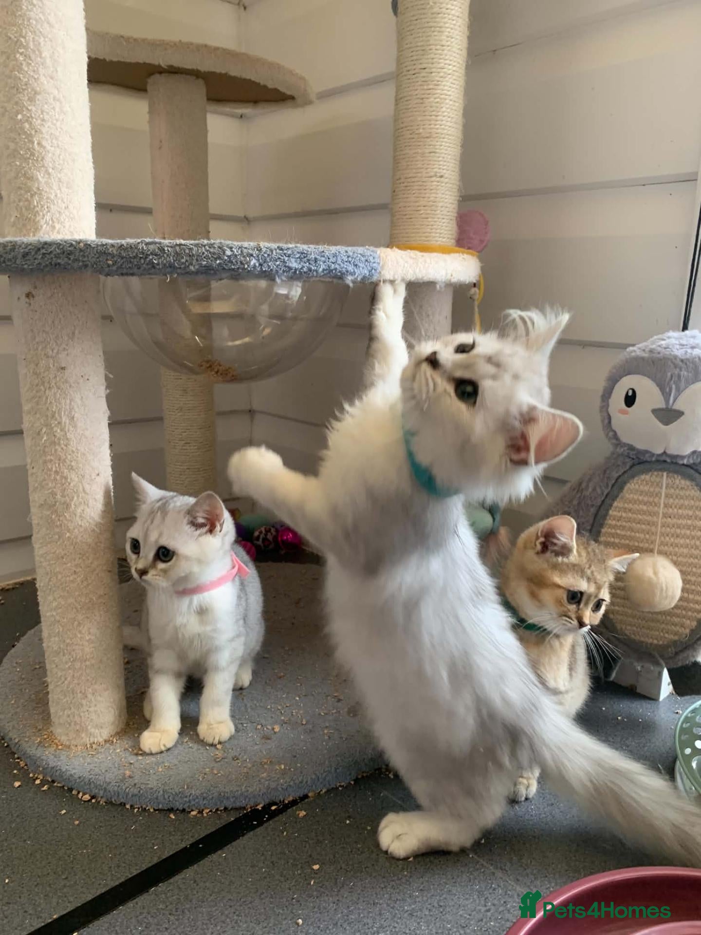 British Shorthair cats BSH 11 weeks old Rare Shaded colours  - Advert 2