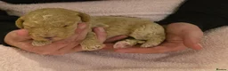 Cockapoo dogs for sale: Beautiful F1B Cockapoos 🐶 - Advert 24