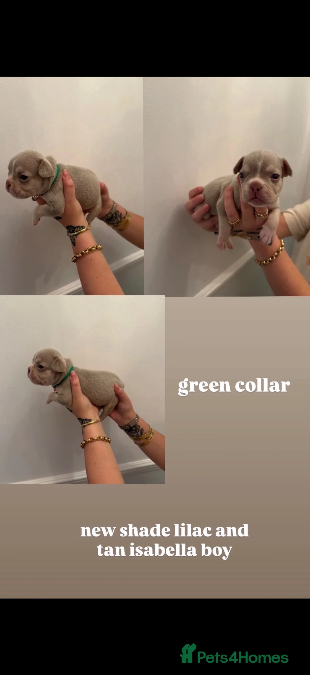 French Bulldog dogs for sale: french bull dog puppies  - Advert 2