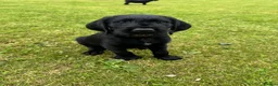 Mixed Breed dogs for sale: 🌟Ready Now🌟 GWPxLab - Advert 10