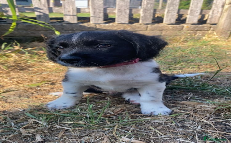 Mixed Breed dogs - Advert 2