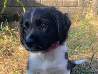 Mixed Breed dogs - Advert 11