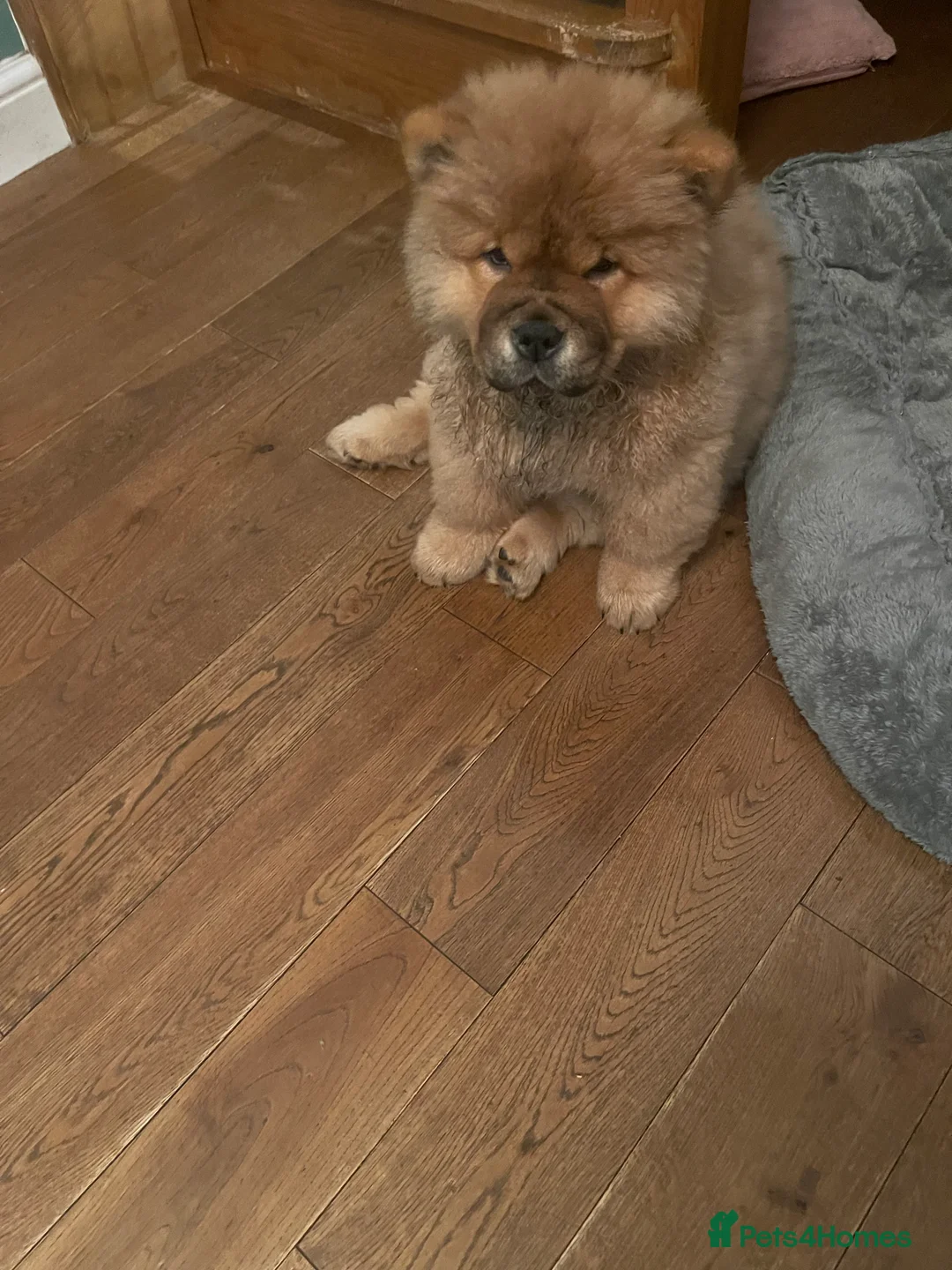 Chow Chow dogs for sale:  Chow chow  - Advert 11