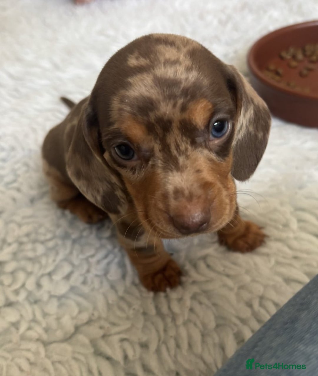 Miniature Dachshund dogs for sale: BEAUTIFUL MINIATURE DACHSHUNDS PUPPIES - Image 2