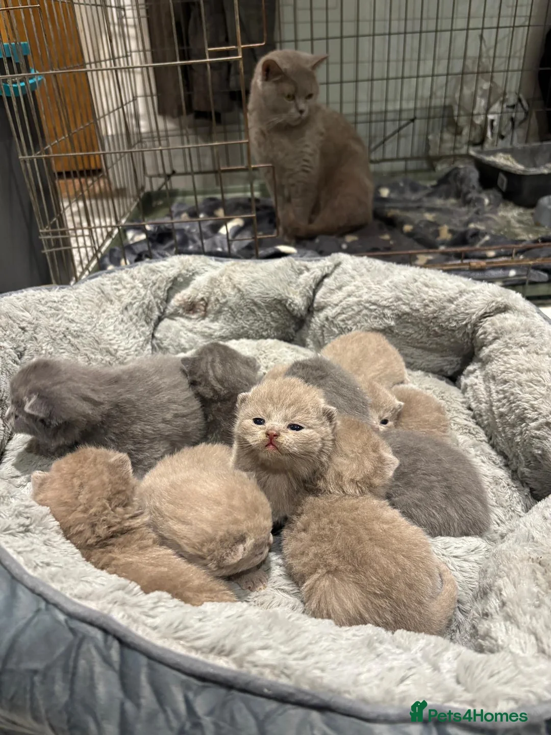 British Shorthair cats for sale: British shorthair kittens 🐈‍⬛ - Advert 4