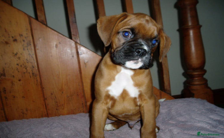 Boxer dogs - Advert 4