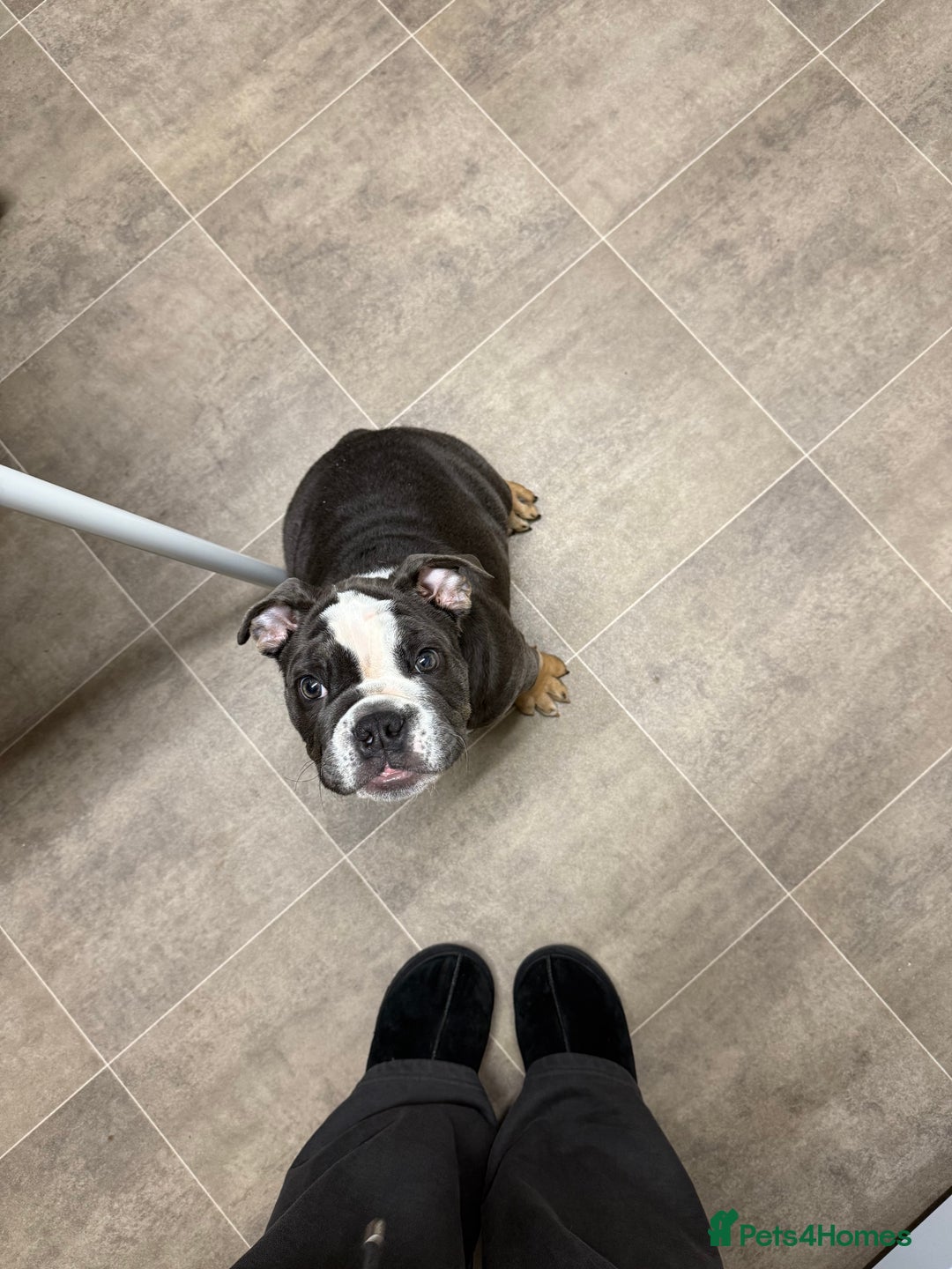 English Bulldog dogs for sale: Ralph  - Advert 2