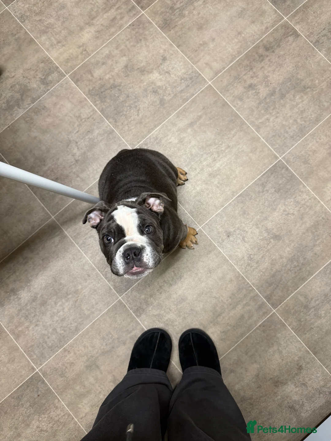 English Bulldog dogs for sale: Ralph  - Advert 2