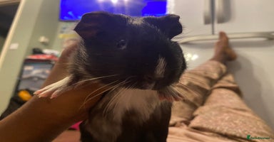 Guinea Pig rodents - Advert 7